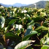 来年の一番茶となるであろう芽たちの今