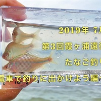19 年 霞ヶ浦 タナゴ釣りまとめ カネヒラ バラ情報も たなごgo 19 年 霞ヶ浦 タナゴ釣りまとめ カネヒラ バラ情報も たなごgo