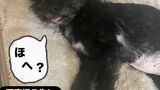 抗がん剤アルケラン投与前日・毎日の黄疸チェックと🐶solaが先陣を切る時は。。。コレ！