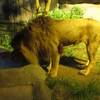 夜の動物園   　　　　　　2015　夏