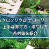 ミクロソリウムナローリーフの上手な育て方・増やし方・苔対策を紹介