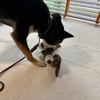 黒柴 🐶 つん
