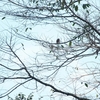 African Shrike-flycatcher タンビヒタキ