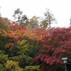 高幡不動尊の紅葉