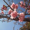 神戸サクラ通信その１「咲き始めた河津桜と十月桜」