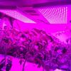 温室植物、植物愛好家、植物育種家などに最適な屋内LED植物成長ライト