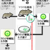 「ＳＴＡＰ細胞が存在することを示す証拠はなかった」若山照彦山梨大教授