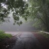 雨の日にブナ林へ