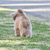 まること行く春爛漫の公園散歩