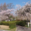 名古屋フルーツパークの枝垂桜、満開近し