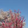 昭和記念公園 桜 ２０２２年 見頃に？