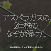 2061食目「アスパラガスの2年株のなぞが解けた」私の部屋のベランダ農園2023＠その4
