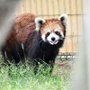 おはよう　レッサーパンダさん