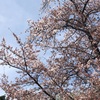 桜が綺麗でした