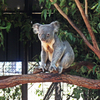 Lone Pine Koala Sanctuary(ローンパイン・コアラ・サンクチュアリ)