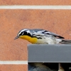 ベリーズ　自宅周辺の野鳥たち