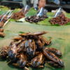 タイで人気の昆虫食『タガメ (Giant Water Bugs)』