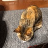 仕事復帰しました。
