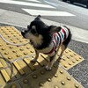 まろにー3452日目