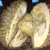 ボゴールのドリアン・ファーム （Kebun Durian Warso Farm）で今年初のドリアンを食す。