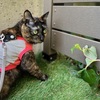 ご来訪者だにゃん。