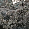 川いっぱいに花びらが浮かぶ「目黒川の桜」