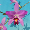 Laelia anceps f.barkeriana`Ten' 