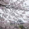 桜満開の松山城