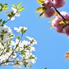 ハナミズキと八重桜
