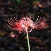 曼珠沙華