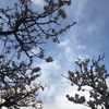 桜と梅の開花状況2017  我が家の樹木定点観察〈京都府南部〉 Blooming status of cherry & ume blossoms at my house garden, Southern part of Kyoto prefecture  Date: Mar. 22, 2017