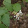 秋の花１０月初旬（キク科）