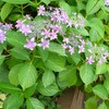 ガクアジサイの花