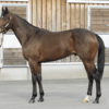 【2024年度】一口馬主　シルクホース　追加募集馬　馬体診断　トリフォリウムの23