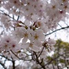 神社の桜が満開でお花見日和です！