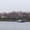 隅田川　花見散歩