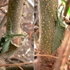 越冬へ向けたアカボシゴマダラ幼虫