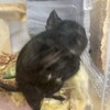 くろごまあん二世 156日目