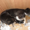 豆柴犬ユズが難産で無事生まれたのは一匹だけでした　