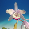 Cattleya intermedia x sib.   ( aquinii coerulea 'Passaro Azul'    x  aquinii vinicolor `Mico' )  