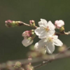 桜開花