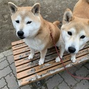 柴犬さんと柴犬さん。