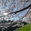 花見ランからの花散らしラン