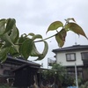 連休スタートは雨