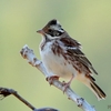 日本　散歩道の野鳥たち