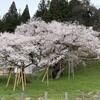 桜からコバノミツバツツジへ