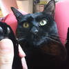 今日の黒猫モモ＆白黒猫ナナの動画はお休みです