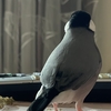 じんましん