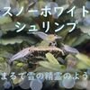 清涼感溢れるエビ界の白雪姫！スノーホワイトシュリンプの飼育方法