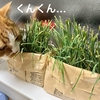 約2週間ありがとう！猫草。